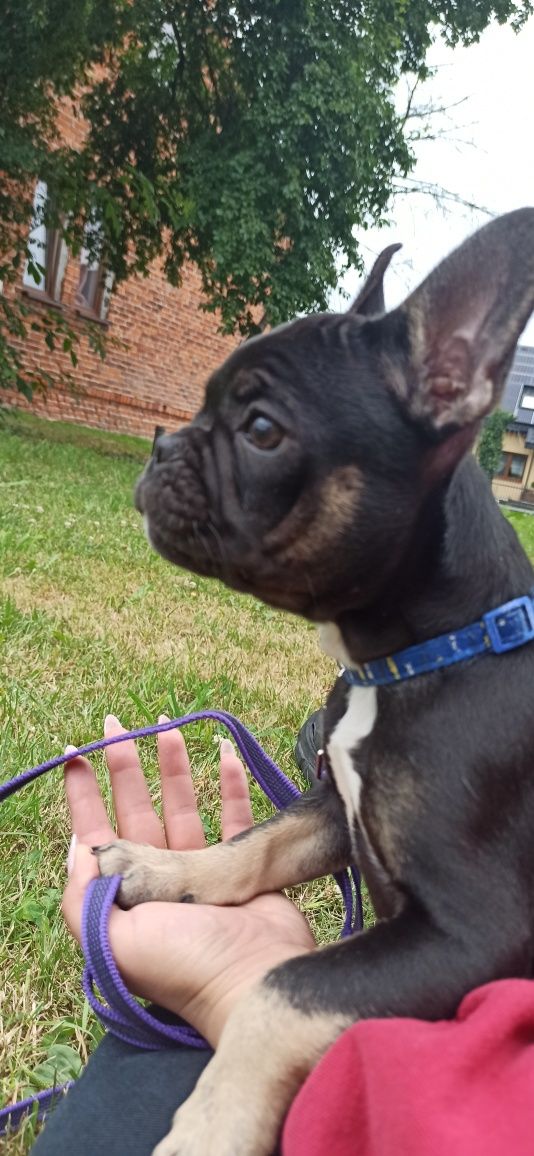 Buldog francuski