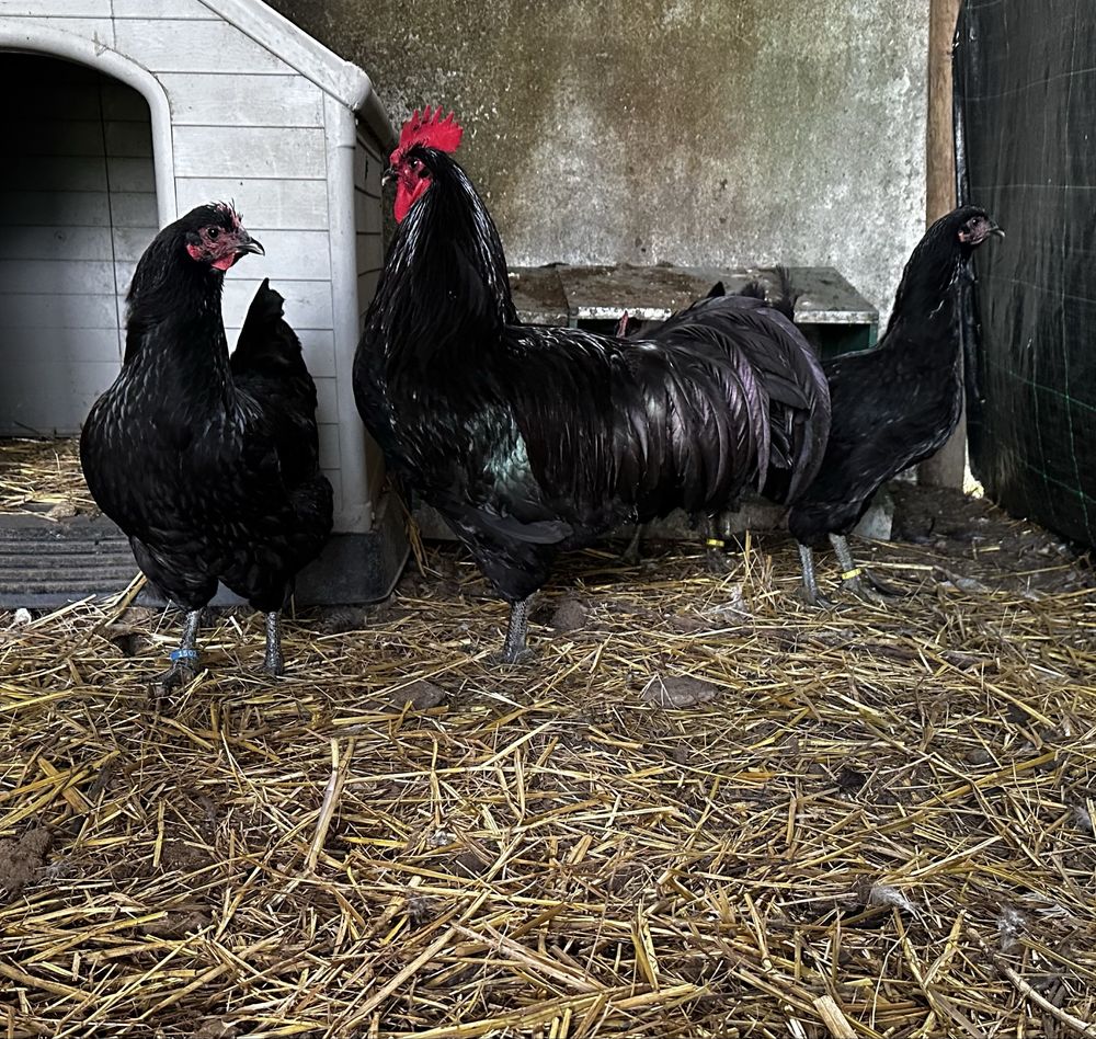 Jersey gigante negro ovos
