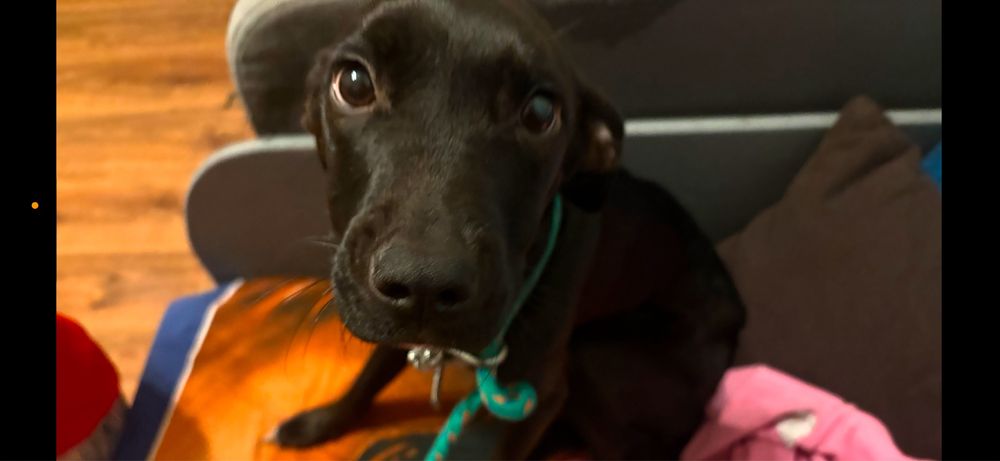 Oddam suczke znalezioną