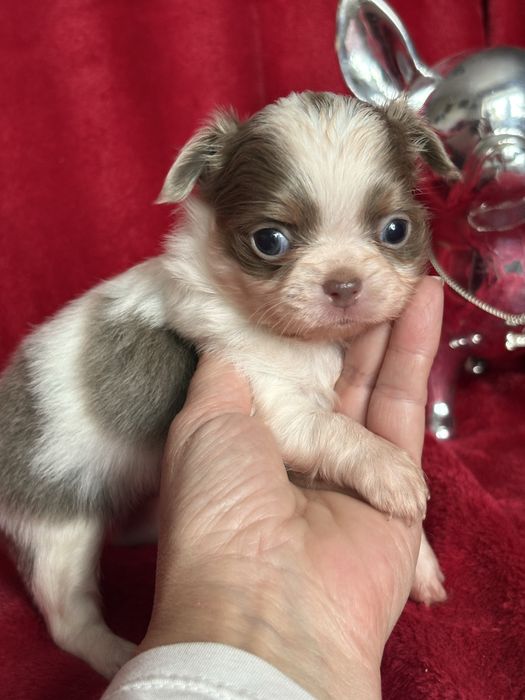 **Długowłosa sunia Calineczka**