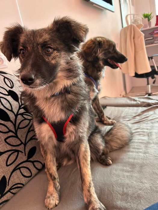 Wesoły duet do pokochania! Tessa i Bobi szukają domu