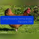Kury nioski kolorowe kokoszki kaczki Gęsi Brojlery Perliczki drób