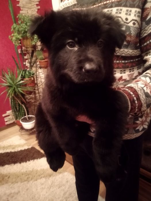 Продам цуценят Німецької вівчарки