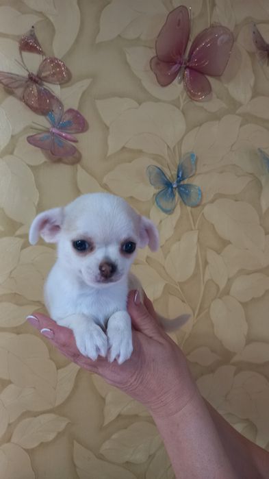 Девочка чихуахуа стандарт