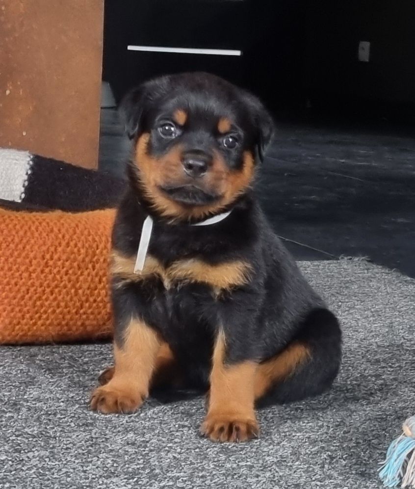 SAMIEC  Rottweiler ZKwP