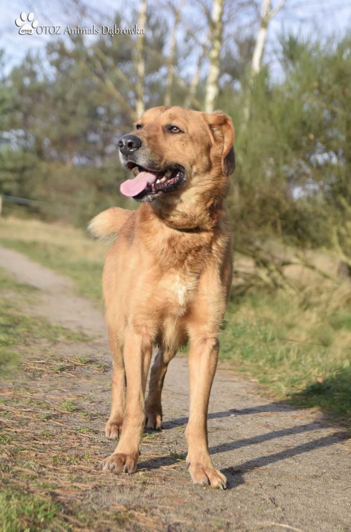 Wesoły Dżoker czeka na nowy dom - OTOZ Animals Schronisko w Dąbrówce