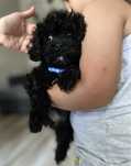 Maltipoo xs czarny