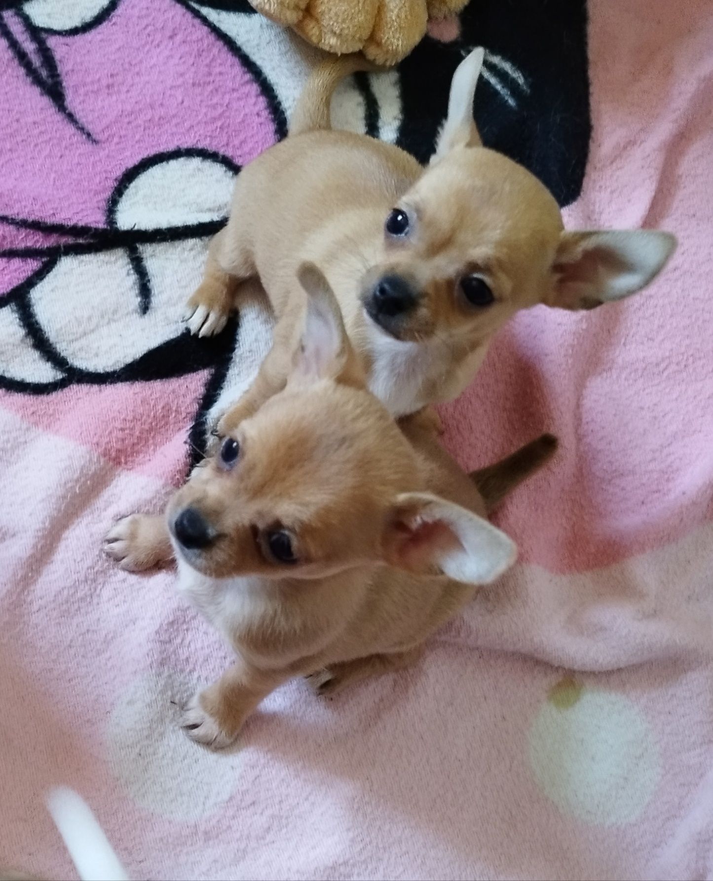 Chihuahua miniaturowa sunia