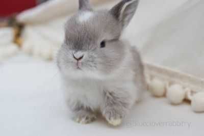 Мини кролик, кролики карликовые, плюшевые крольчата