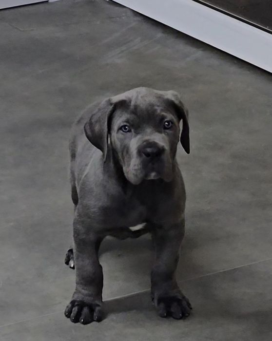 Cane corso italiano