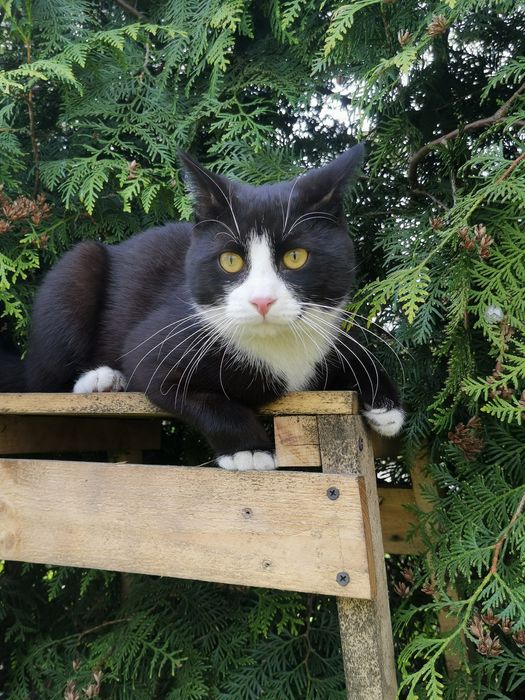 Zaginął kot - nagroda 2000 zł (kuj-pom)
