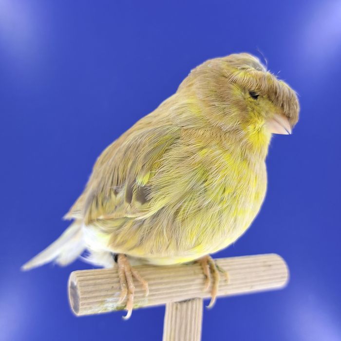 Kanarek, samiczka - sprzedam, Wrocław