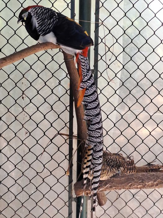 Faisões Machos lady Anilhados 2025