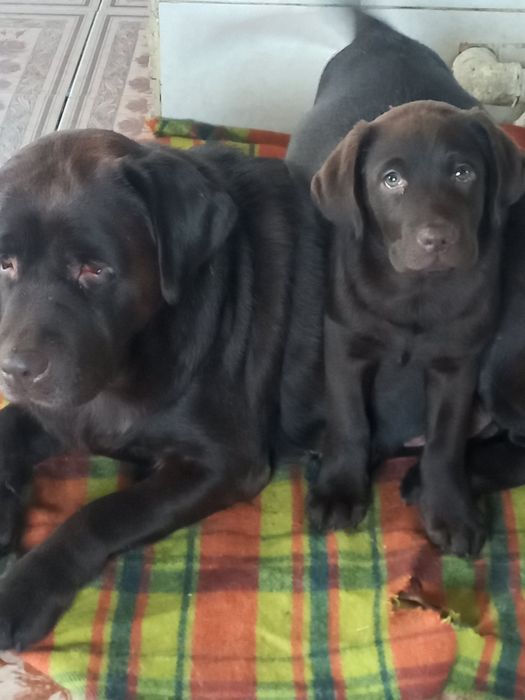 Цуценятко лабрадор.