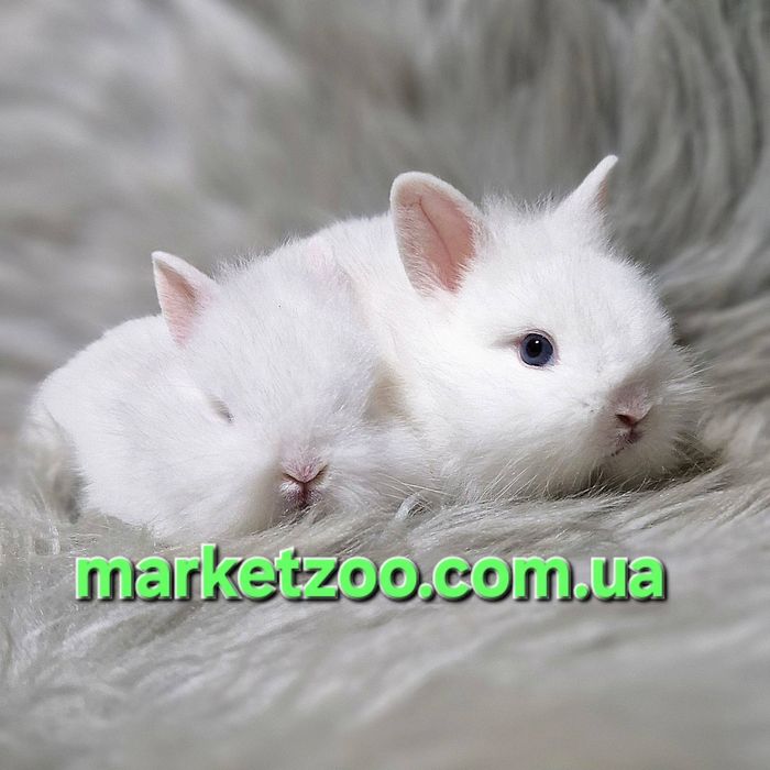 Міні кролики породи Lionhead білого окрасу! Карликовые кролики