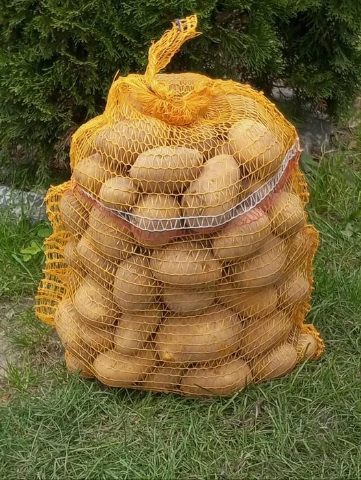 Ziemniaki jadalne Soraya