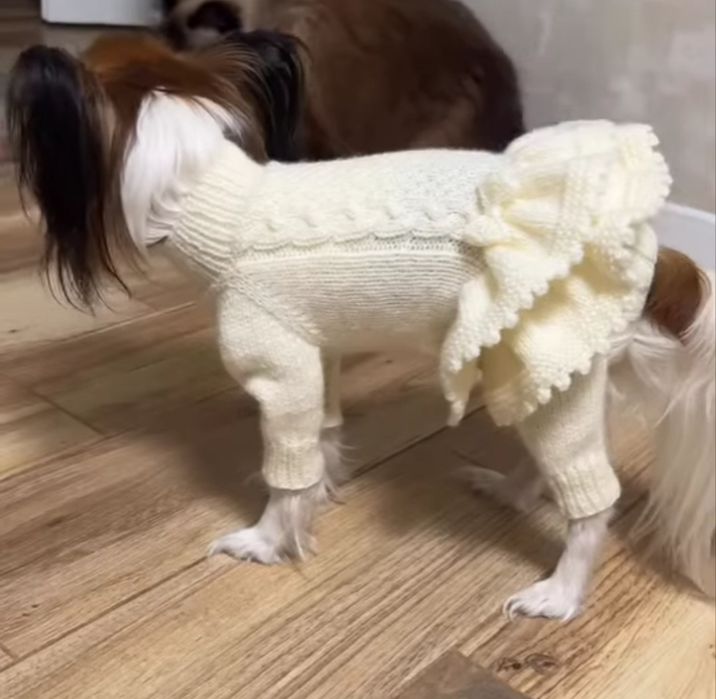 Шапочки комбинезоны свитера жилеты платье для собак