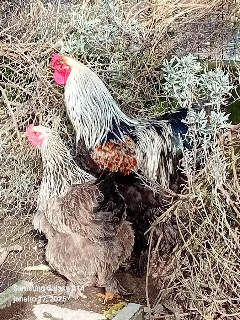 Galinhas brahmas para mudar de capoeiro, Galinhas muito  lindos