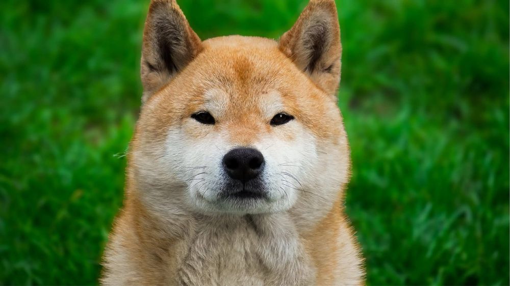 Plany hodowlane zima 2025 - shiba ZKwP rezerwacja