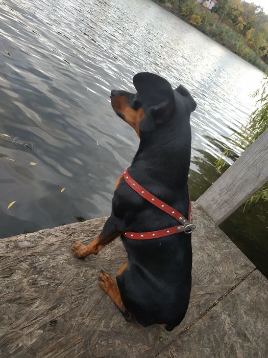 Кабель Цвергпинчера на вязку