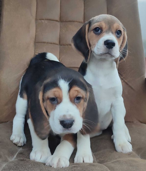 Beagle suczka tricolor