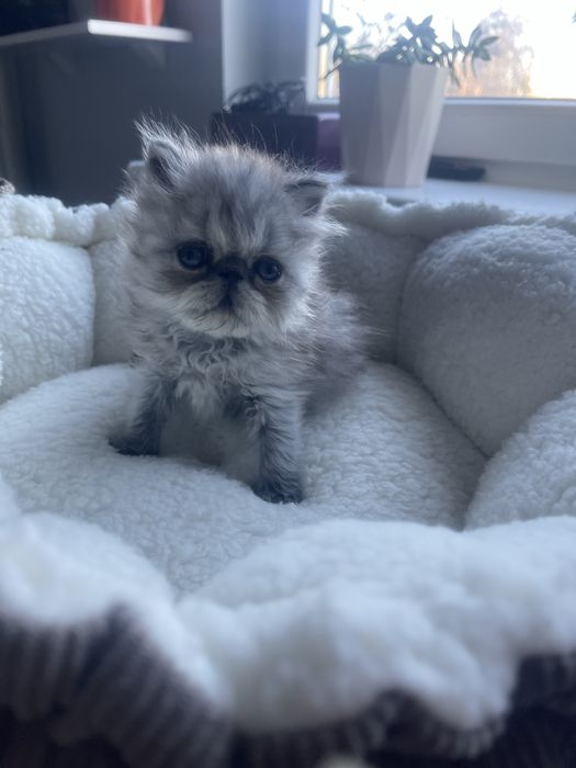 Kot perski pers perskiego