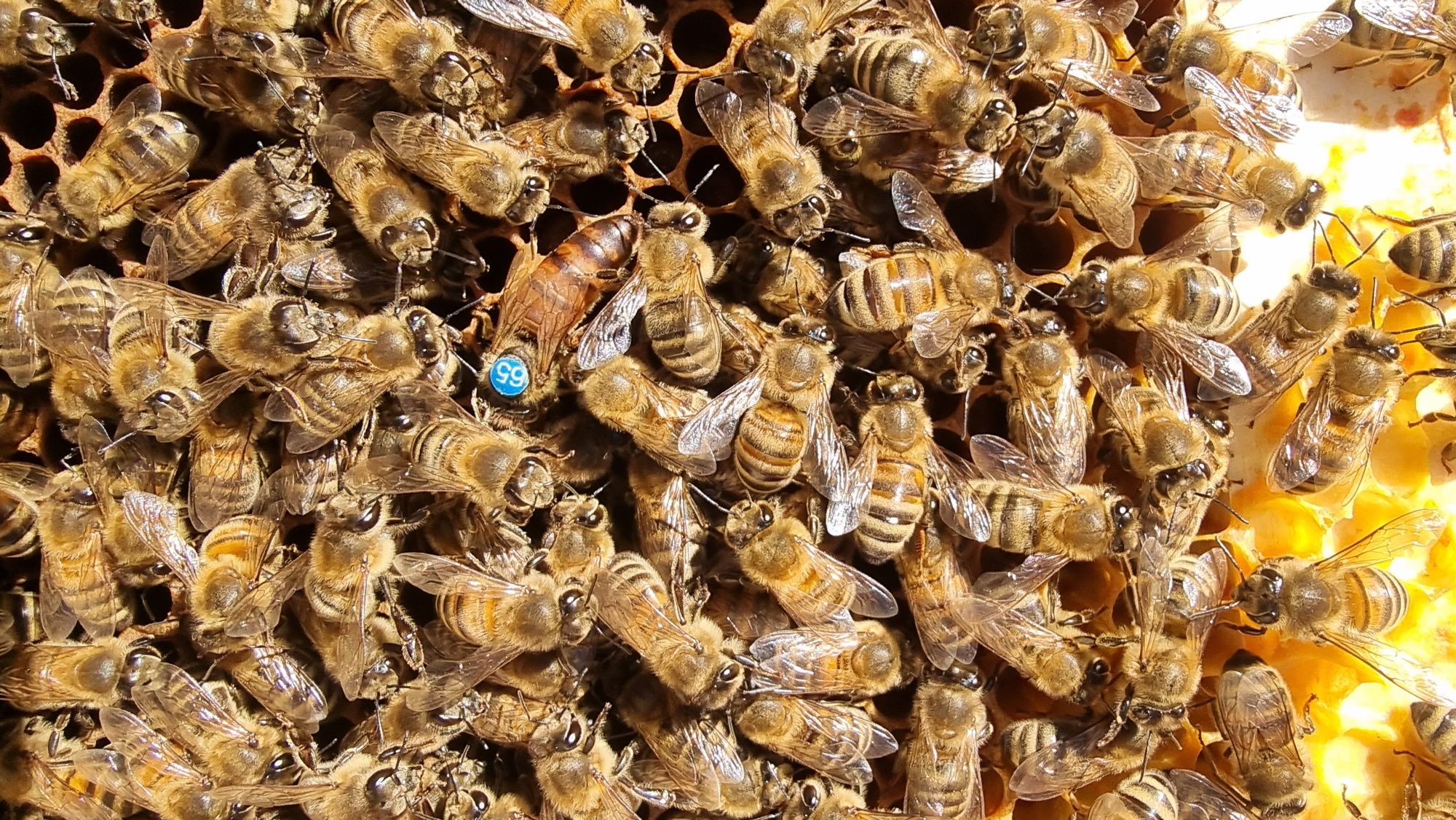 Чістопородні бджоломатки карніка ,бакфаст з Німеччіни