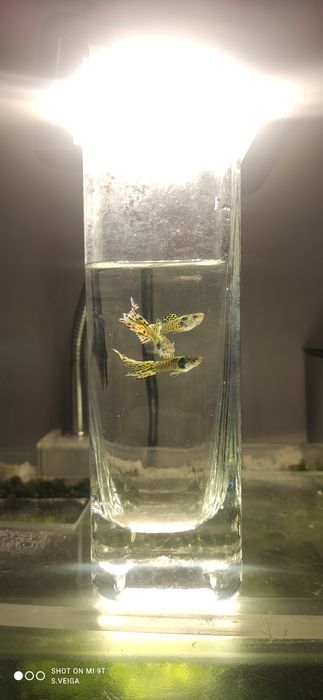 Guppys de Linhagem – Leopard Yellow & Red Leopard