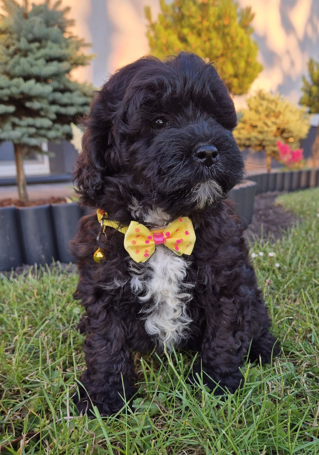 Shihpoo hybryda ras Samiec