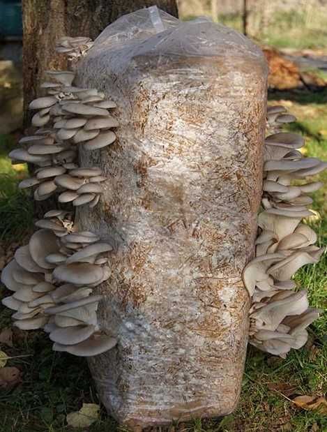 Podłoże pieczarki białej 10kg  - balot boczniaka 15kg