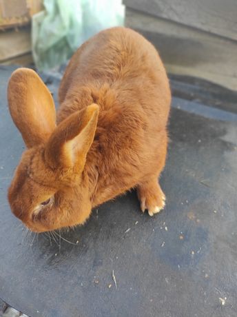 Продам кролика самця новозеландський червоний