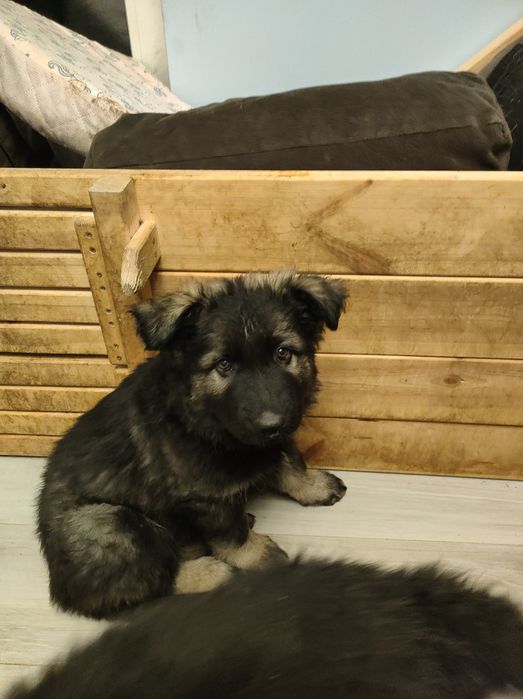 Owczarek Niemiecki Staroniemiecki samiec Fang