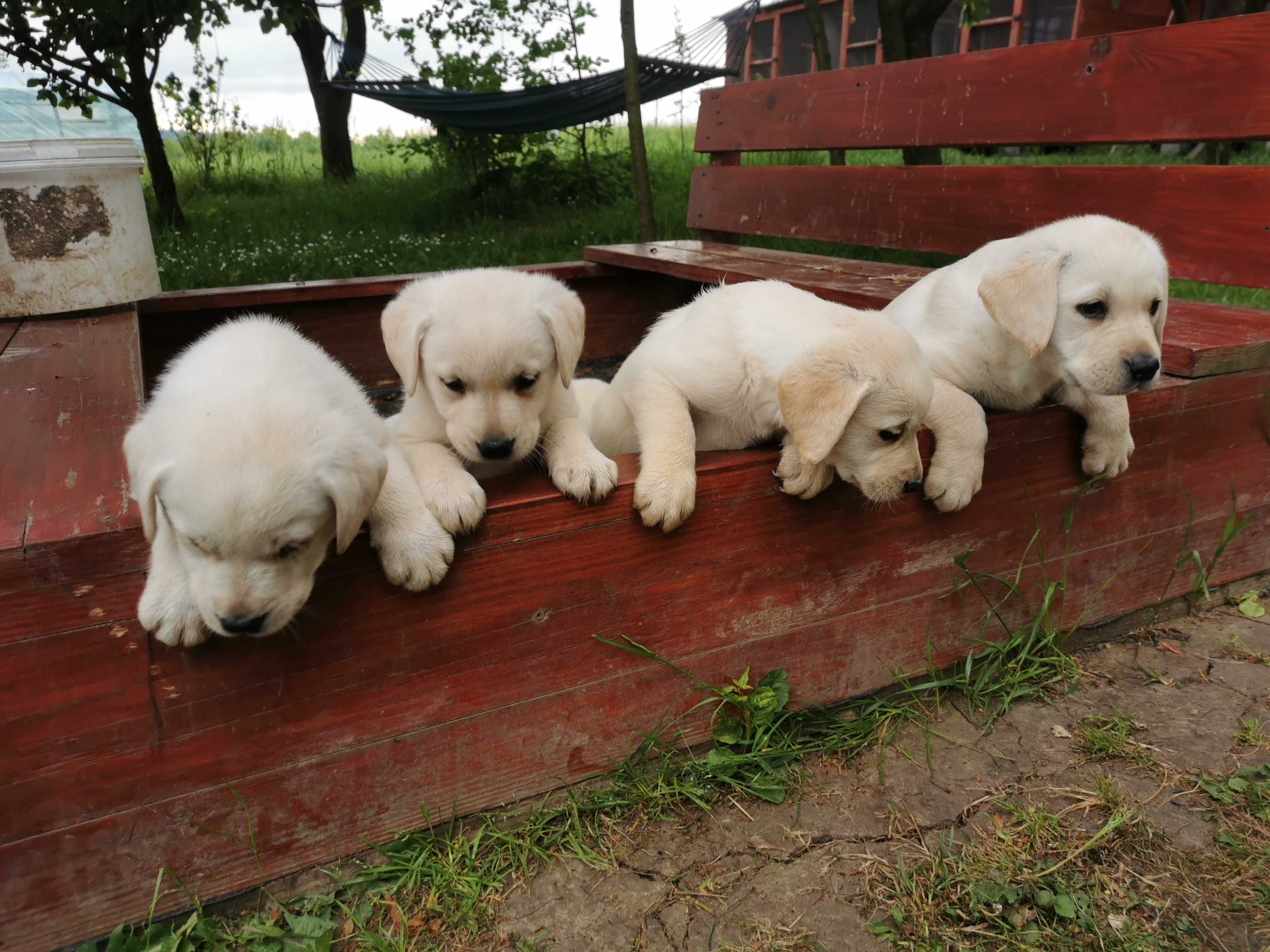 Labrador Retriver