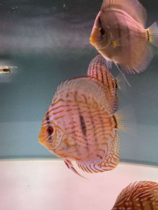 Peixes DISCUS saudáveis