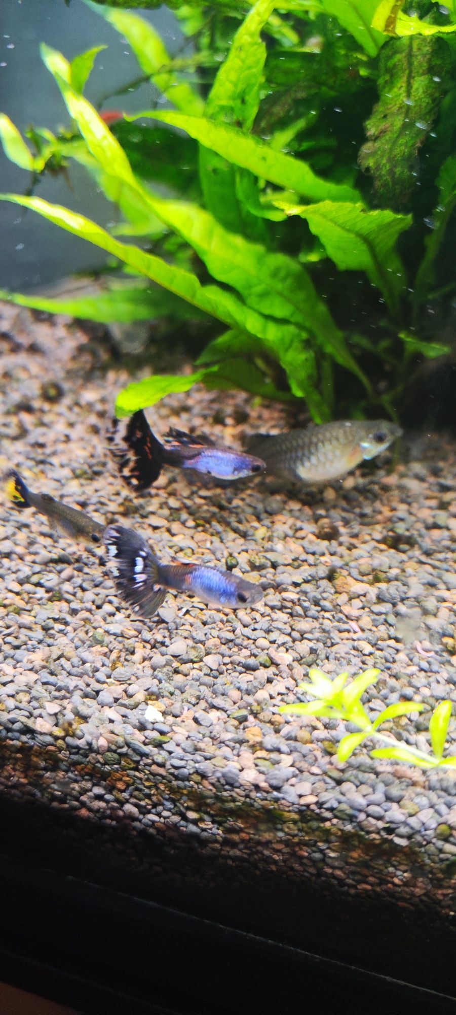 Guppys sortidos - Criação caseira