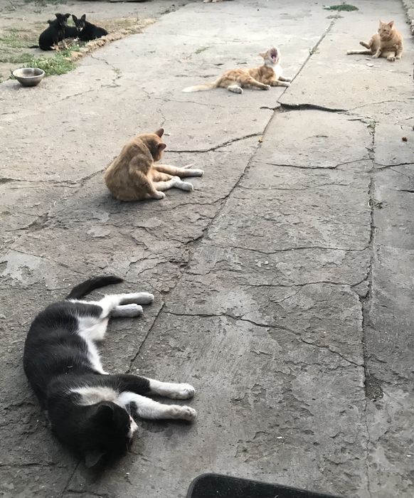 Отдам даром котят