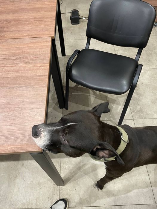 Пітбуль хлопчик шукає дім