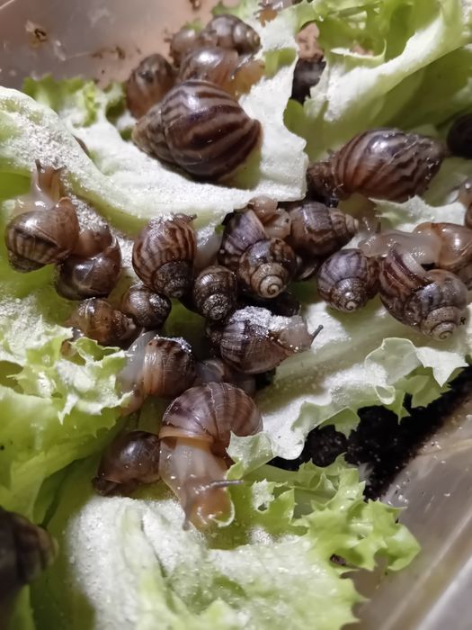 Отдам ахатинских улиток