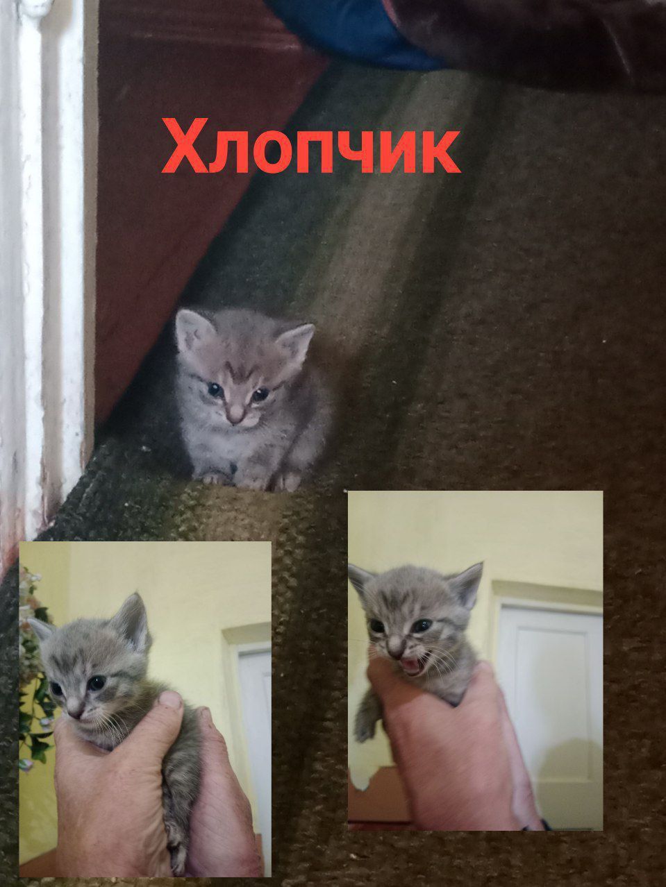 Кошенятка шукають свій дім
Викидають та топлять тільки живодери.
!!БЕЗ
