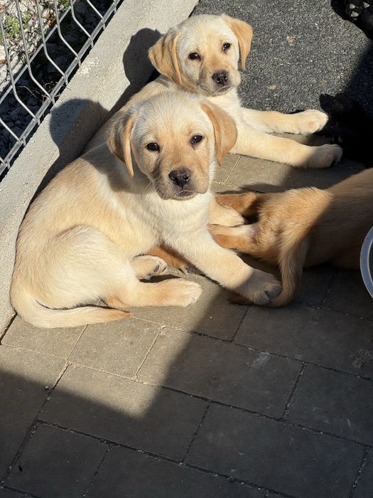 Labrador retriver piesek
