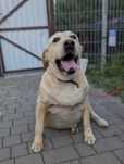 Labrador biszkoptowy szuka domu