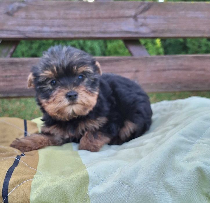 York , Yorkshire Terrier