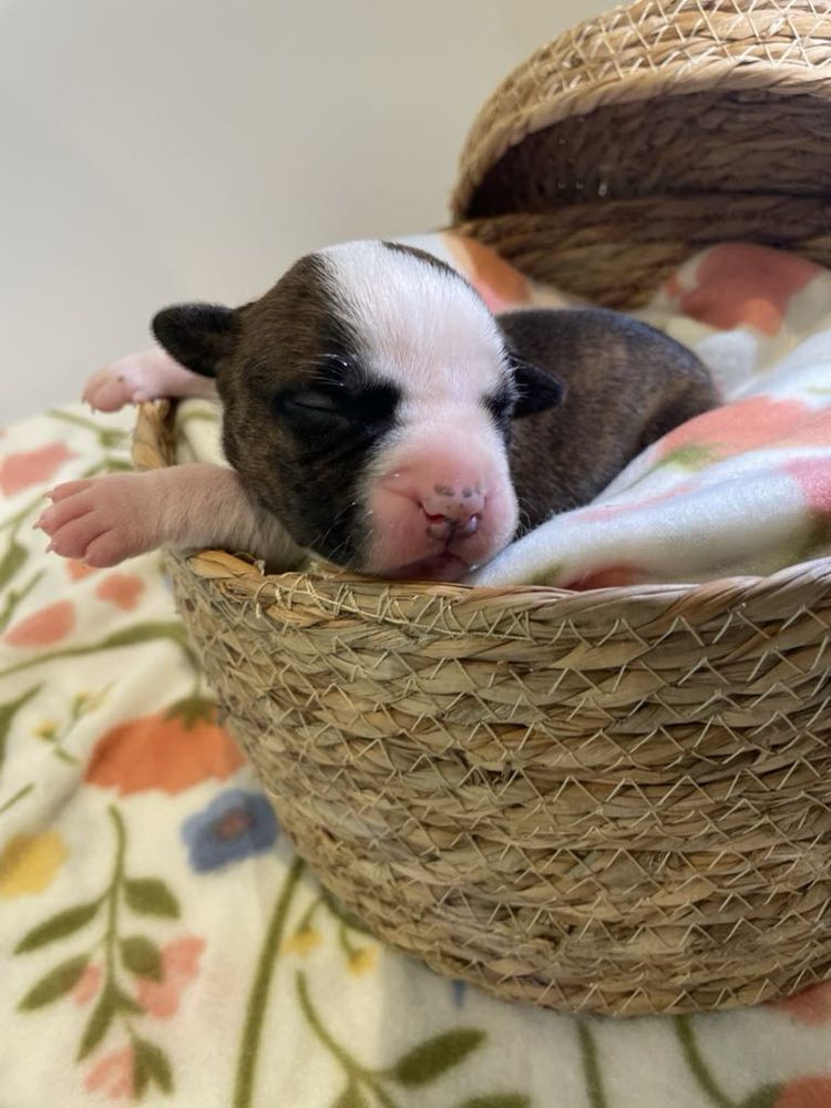 AMSTAFF ZKWP/FCI Szczenieta American Staffordshire Terrier