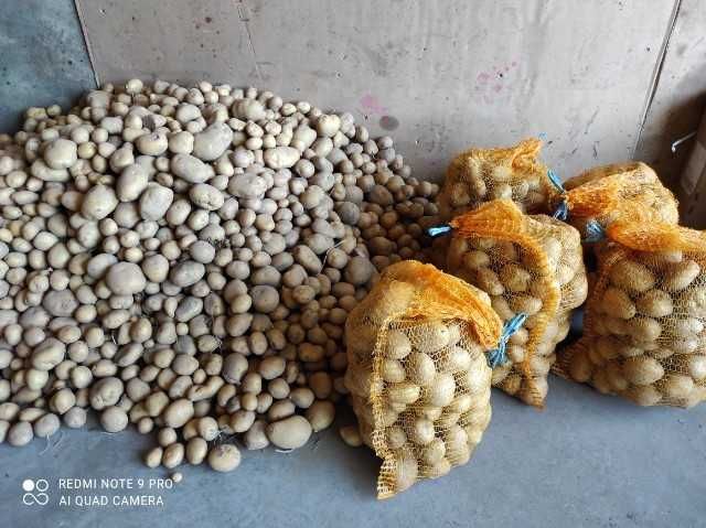 Ziemniaki jadalne bez nawozów Lord Anuschka Michalina Lilly Bellarosa