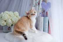 Najbardziej przyjazna rasa - kot szkocki, scottish fold. nie brytyjski