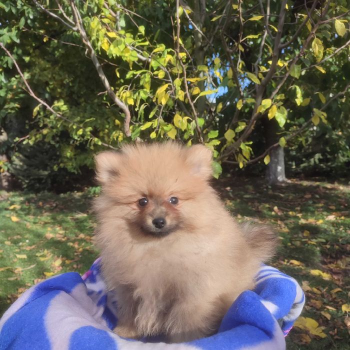 Wzorcowy Mały Szpic Niemiecki piękny exterrier rodzice FCI