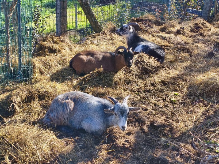 Vendo cabras prenhas