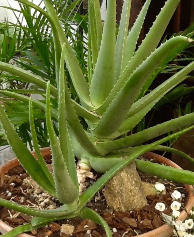 ALOÉ VERA e Aloé Arborensis e Varias Suculentas