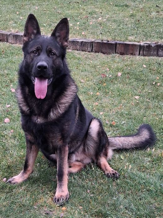 owczarek niemiecki użytkowy