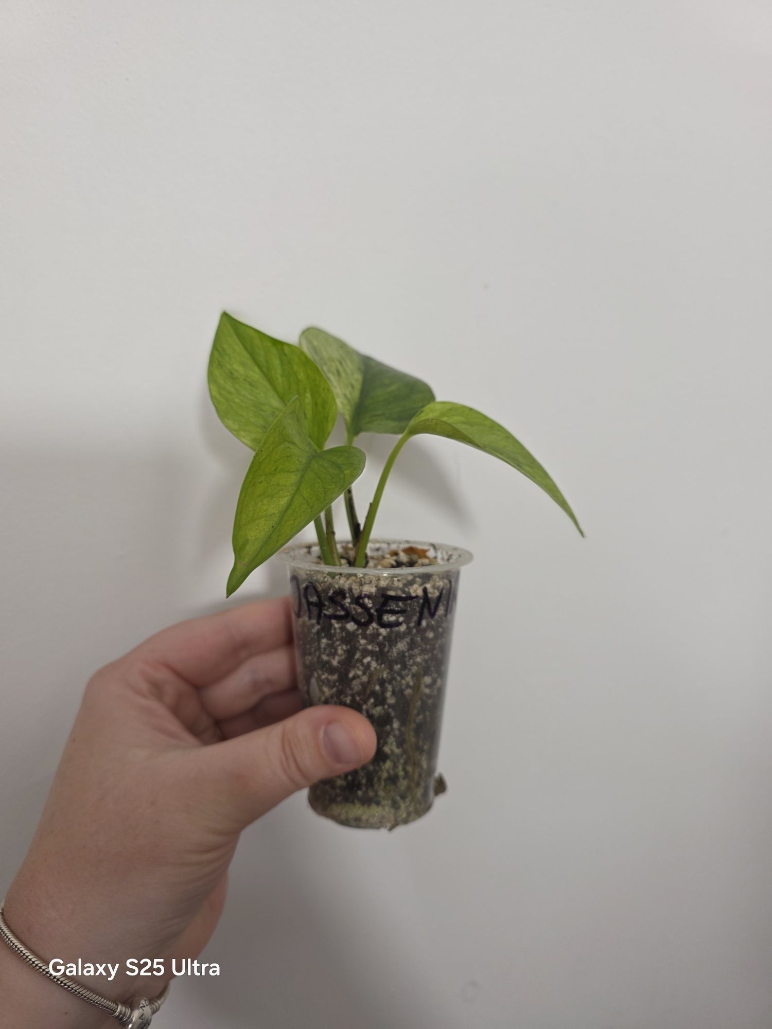 Epipremnum Jassenia